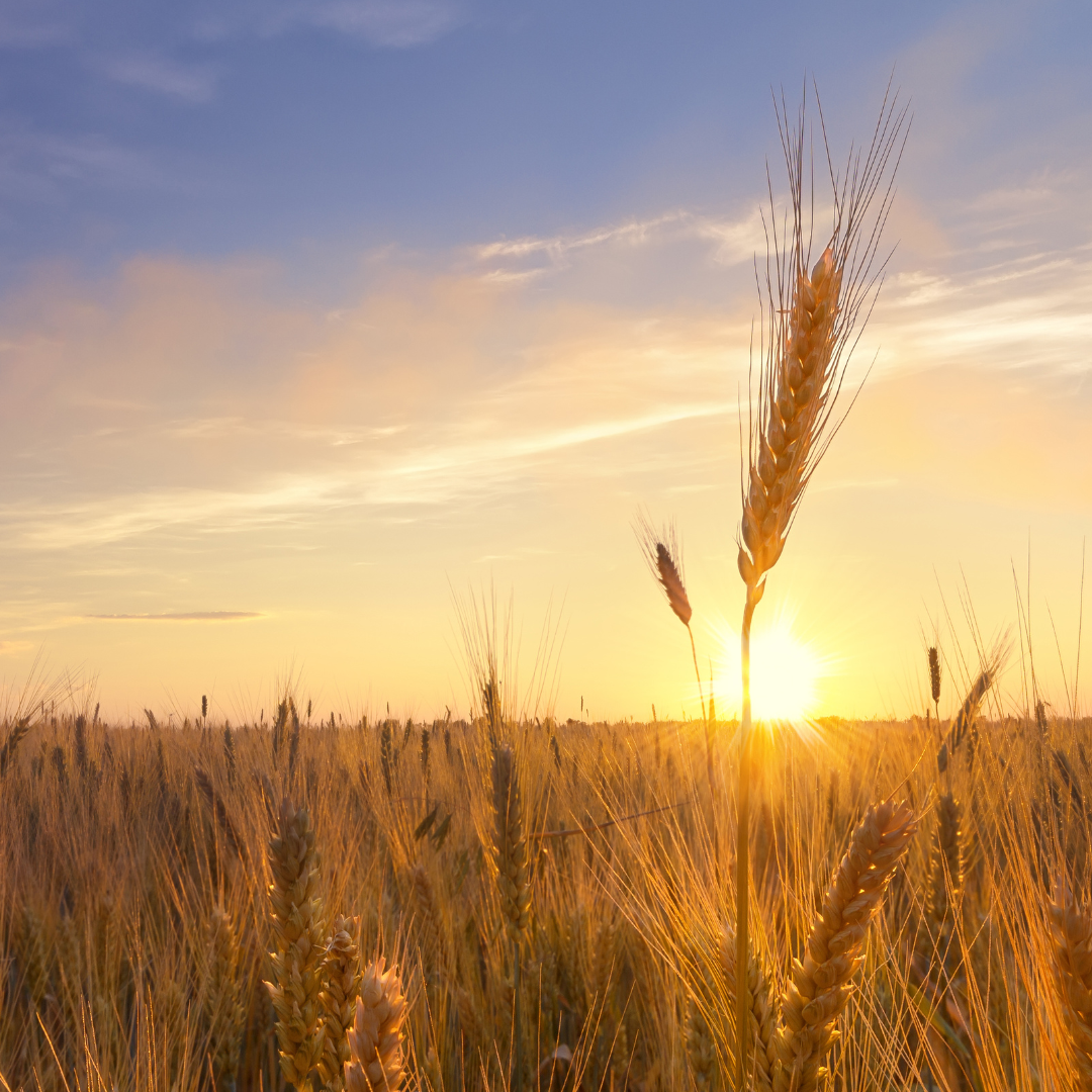 Glowing Together: All About Azelaic Acid